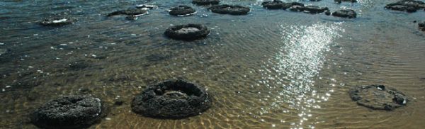 Cyanobaktérie jsou původci stromatolitů