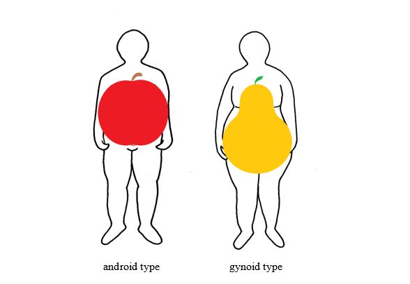 Types of fat distribution