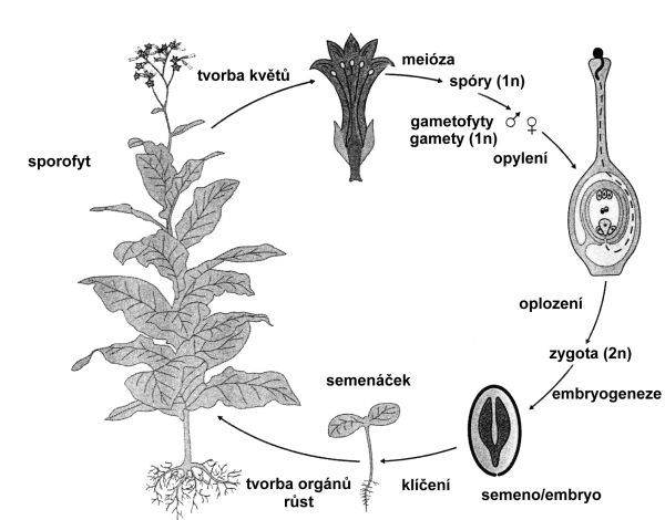 Schéma životního cyklu dvouděložné rostliny Nicotiana tabacum.