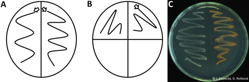 Nákres očkování na Petriho misku tzv. hádkem (A, B) a praktická ukázka, K. rosea a P. putida (C)