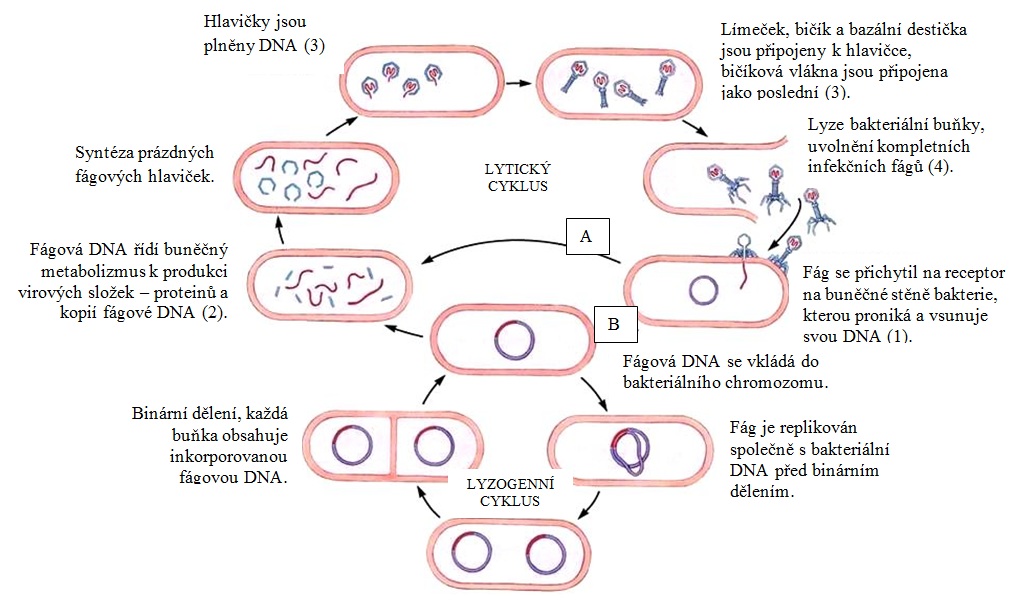 Životní cyklus fága