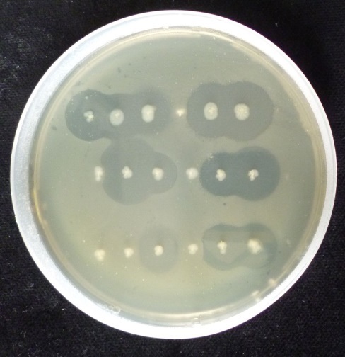 Tvorba inhibičních zón u E. coli produkujících bakteriociny, ke kterým je indikátorový kmen citlivý