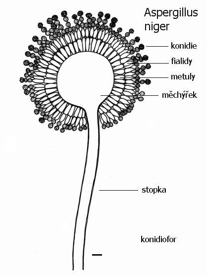 aspergillus niger structure
