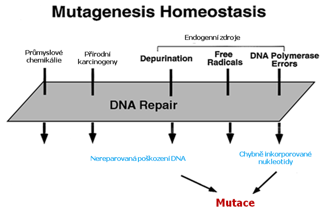 Faktory vedoucí k akumulaci mutací v nádorových buňkách