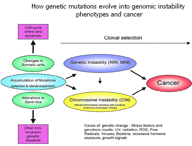 Spojení genotoxického stresu a genomové nestability