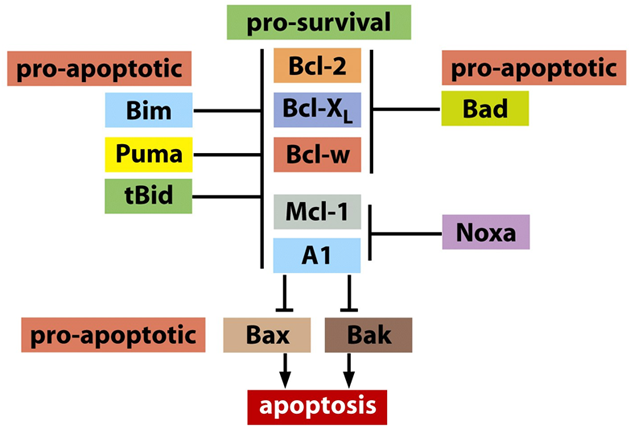Proteiny spouštějící nebo blokující apoptózu