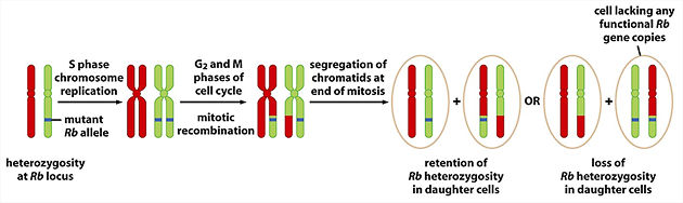 Ztráta heterozygotnosti