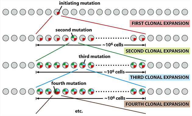 Hromadění, selekce a klonální expanze mutací