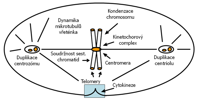 Potenciální mitotické cíle vedoucí k aneuploidii