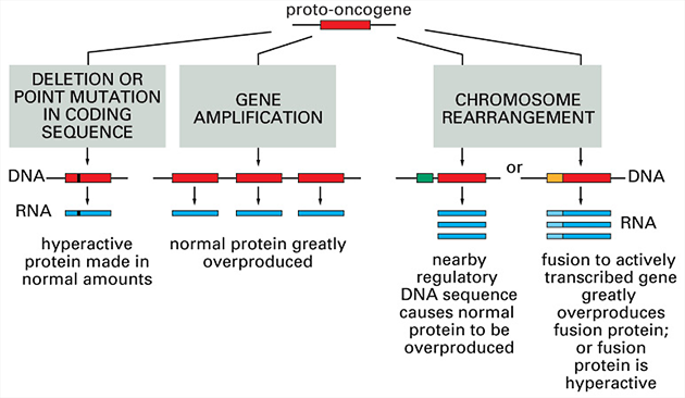 Tři způsoby aktivace a změny protoonkogenu v onkogen