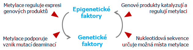 Interakce genetických a epigenetických faktorů