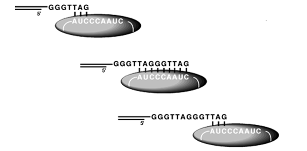 Rozšiřování na guanin (G) bohatých telomerových vláken telomerázou