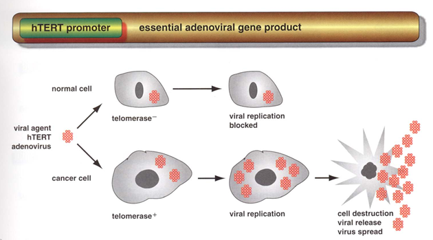 Adenovirová terapie využívající promotoru pro telomerázu selektivně usmrcuje nádorové buňky