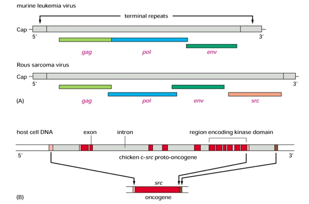 Srovnání viru myší leukemie, viru Rousova sarkomu a inzerce c-src  do hostitelské DNA