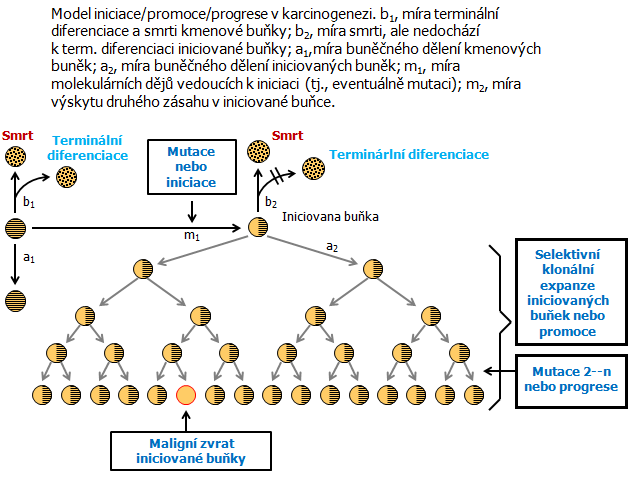 Model iniciace/promoce/progrese v karcinogenezi