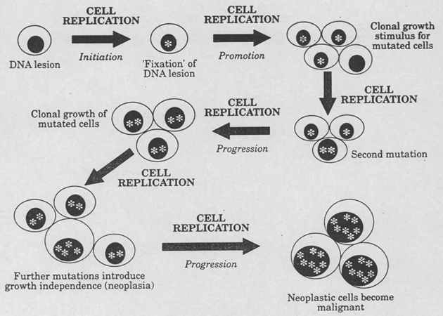 Úloha buněčné replikace v mnohastupňovém procesu karcinogeneze