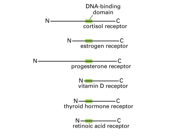 Podobná struktura receptorů s vazebnou doménou