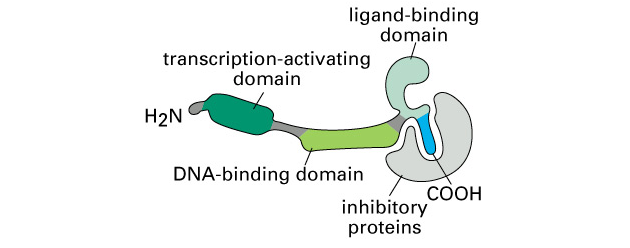 Receptorový protein v inaktivní formě vázán na inhibiční proteiny