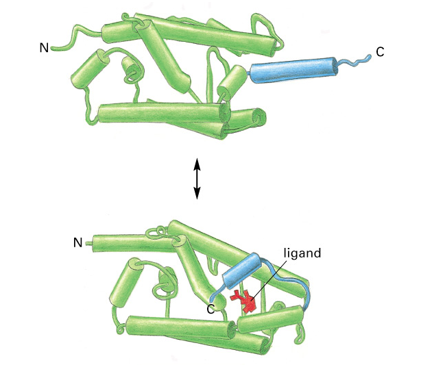 Trojrozměrná struktura domény vážící ligand bez a s navázaným ligandem. Alfsa helix (modře) funguje jako víčko zajišťující polohu ligandu