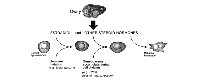 Estradiol a ostatní steroidní hormony