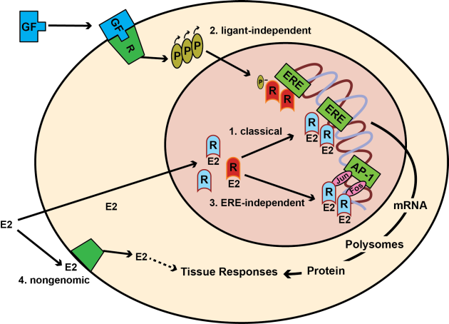Stimulace estrogenního receptoru