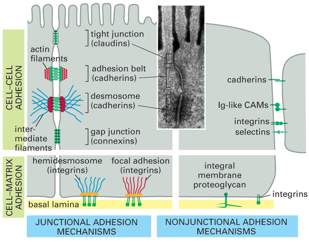 „Junctional“ a „nonjunctional“ adhezívní mechanizmy živočišných buněk