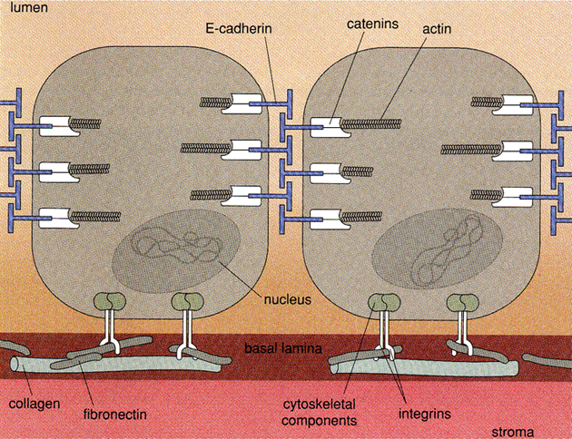 Síť proteinových spojů u normálních epiteliálních buněk