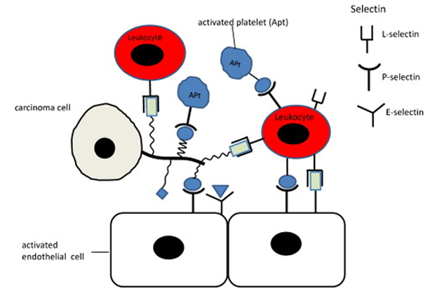 P-, E- and L-selektiny u aktivovaných endotheliálních buněk a leukocytů