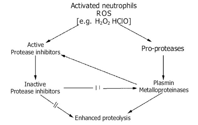 Reaktivní metabolity kyslíku (ROS) v proteolytické – antiproteolytické rovnováze 2