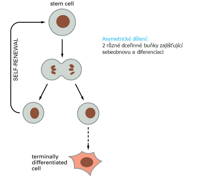 Definice kmenové buňky