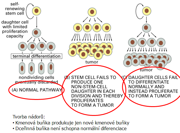 Normální a narušená kontrola produkce z kmenové buňky