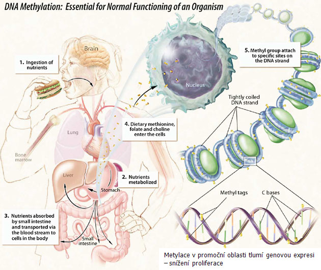 Ovlivnění metylace DNA složkami diety
