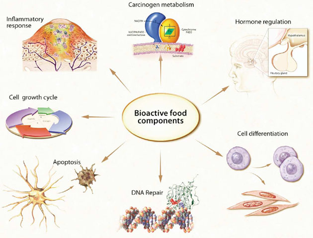 Bioaktivní složky potravy