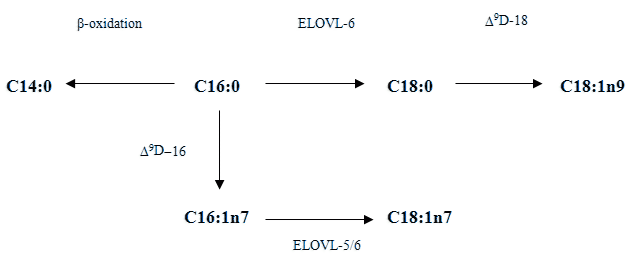 Syntéza mastných kyselin z kyseliny palmitové (C16:0)