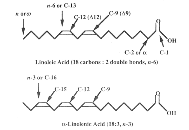 Struktura výchozích esenciálních mastných kyselin linoleové a alfa-linolenové