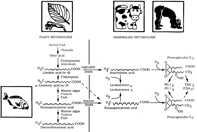 Původ n-3 and n-6 VNMK a biosyntéza eikosanoidů z kyseliny arachidonové (n-6) a eikosapentaenové (n-3)
