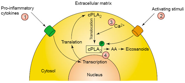 Aktivace a translokace cPLA2 a uvolnění AA