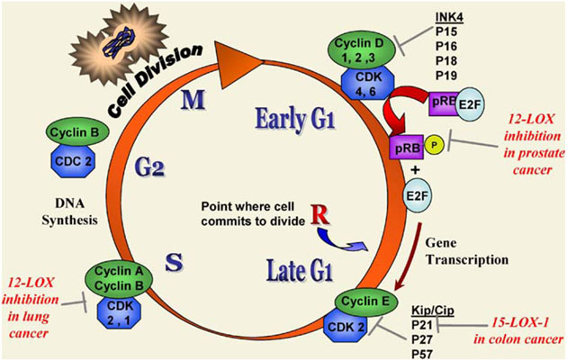 Metabolizmus LOX podporuje průchod buněk buněčným cyklem