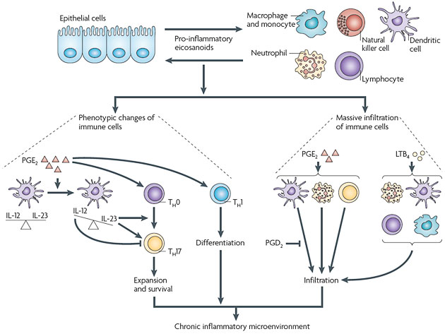 PG a LT zprostředkovávají interakci mezi nádorovými buňkami a buňkami imunitního systému
