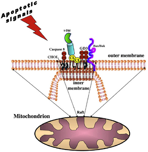 Reakce proteinů Bcl-2 s lipidy mitochondriální membrány