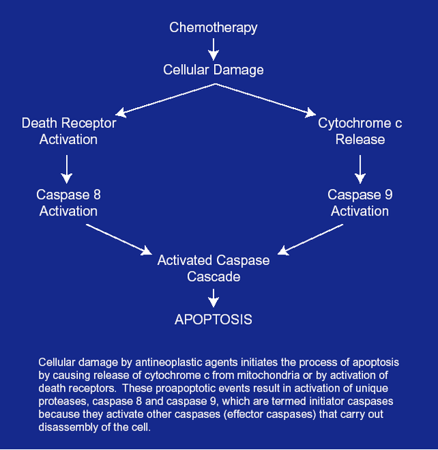 Dvě dráhy aktivace apoptózy chemoterapeutiky
