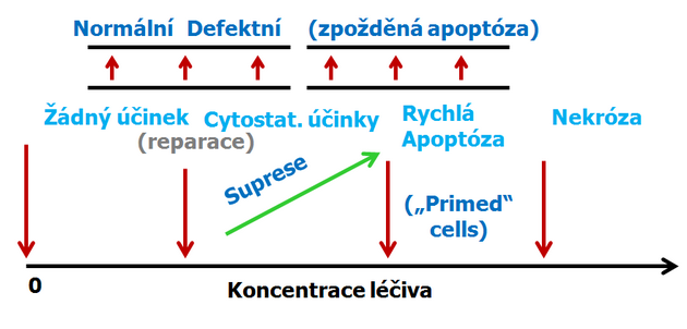 Průchod buněčným cyklem