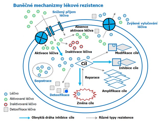 Buněčné mechanizmy lékové rezistence