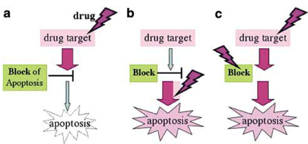 Bloky v indukci apoptózy jsou jedním z cílů překonání lékové rezistence