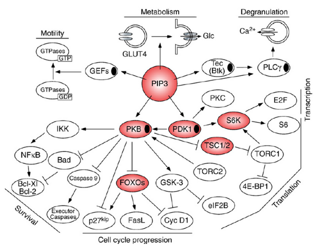 Centrální úloha dráhy PI3K v buněčném růstu, proliferaci, přežívání a motilitě.