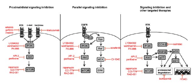 Kombinované přístupy využívající inhibitory dráhy PI3K/Akt/mTOR.