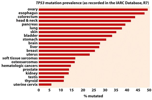 Frekvence mutovaného p53 u různých typů nádorů.