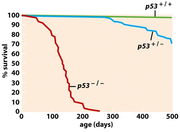 Přežívání u nádorů s různým statusem p53.
