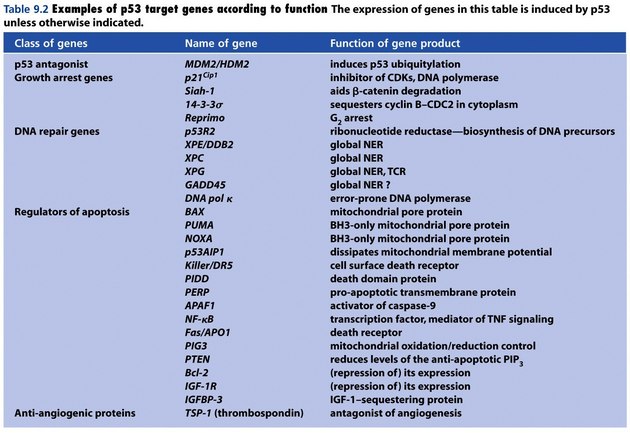 Cílové geny působení p53 a jejich funkce.