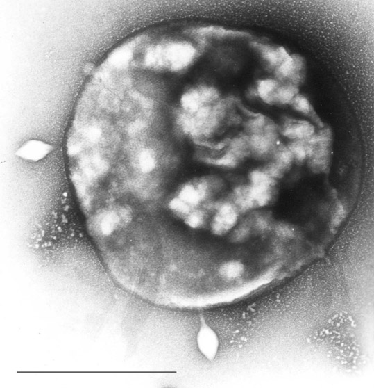Archaea rodu Sulfolobus
